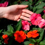SunPatiens