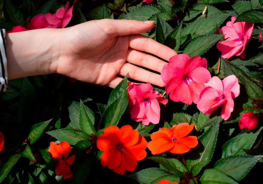SunPatiens