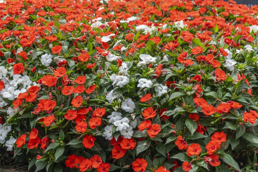 SunPatiens