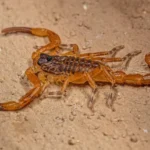 Escorpião-amarelo (Tityus serrulatus), espécie mais comum encontrada em residências no Brasil