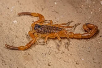 Escorpião-amarelo (Tityus serrulatus), espécie mais comum encontrada em residências no Brasil